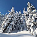 Sculpted Snow and Winter Trees