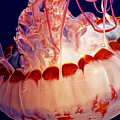 Sea Nettle - Too Close