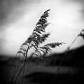 Sea Oats Black and White Beach by Laura Fasulo