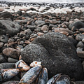 Seashells on Rocky Beach by Alberto Audisio