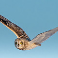 Short Eared Flight Panoramic Photograph by James Overesch