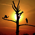 Silhouette Sunset