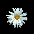 Simply Daisy by Vi Ray