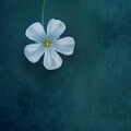 Single White Flower on Blue by Priska Wettstein