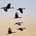 Skein of ducks