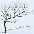 Snow covered tree and fence, Peak District, England