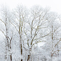 Snow-Covered Trees in Winter by Richard DeYoung