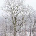 Snow-Covered Winter Tree Landscape by Richard DeYoung