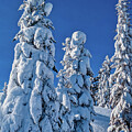 Snow-Laden Trees Under Blue Sky