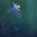 Solitary Columbine Flower by Priska Wettstein