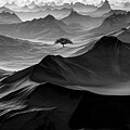 Solitary Photograph by Sofie Conte