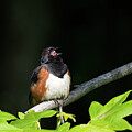 Songbird - Eastern Towhee by Rehna George