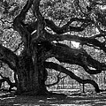 Southern Angel Oak Tree Photograph by Louis Dallara