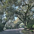 Spanish Moss Trees by Catherine Wilson