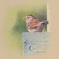 Sparrow in Birdhouse by Terry Edeker