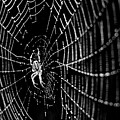 Spider on a Dewy Web by Bruce Block