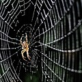 Spider on Dewy Web by Bruce Block