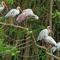 Spoonbill among the Ibis by Jean Noren