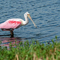Spoonbill hunting.. by Chris Allmendinger