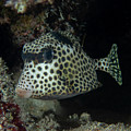 Spotted Trunkfish