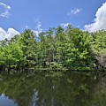 Spring in Florida wetlands by David McKinney