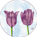 Springtime Purple Tulips