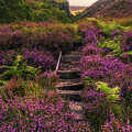Stairway Through the Heather by Kevin Schwalbe