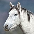Stallion Portrait