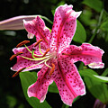 Stargazer by Steven Nelson