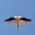 Stork Diving Like an Arrow on a Blue Sky by Tatiana Travelways