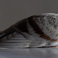 Streamline Moderne -- Silver Racing Homing Pigeon Photograph by Darin Volpe