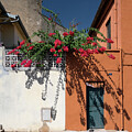 Street Flowers by Steven Nelson