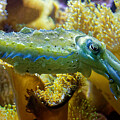 Stumpy-spined Cuttlefish