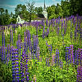 Sugar Hill Lupines