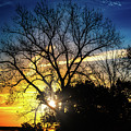Sun Behind the Trees by Jonny D