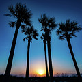 Sun Setting Under the Palms