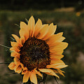 Sunflower Drip by Nova Rae