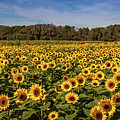 Sunflower Field