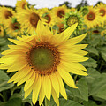 Sunflower Field in Bloom by Shirley Mitchell