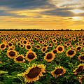 Sunflower Sunset