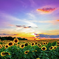 Sunflower Sunset II 