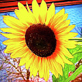 Sunflower With Reflections And Glass by Patrick Malon