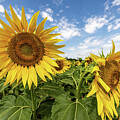 Sunflowers Under Clear Blue Sky by Shirley Mitchell