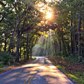 Sunlit Road by Greg Lane