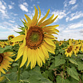 Sunny Sunflowers by Shirley Mitchell