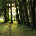 Sunrise Through the Trees by Lisa Chorny