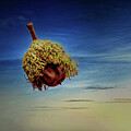 Surreal Floating Acorn by Robert Niemeier