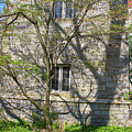 SW Bowne Drew University - Tree and Shadow by Christopher Lotito