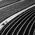 Symmetrical NJ Farming BW by Susan Candelario