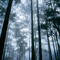 Tall Trees Misty Forest